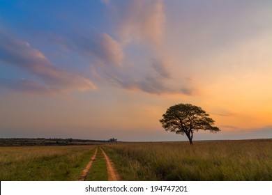 Road Past The Lone Tree