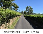 Road or path between Tea garden