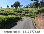 Road or path between Tea garden
