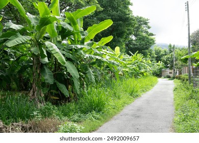 A road with a path running through a field of banana plants