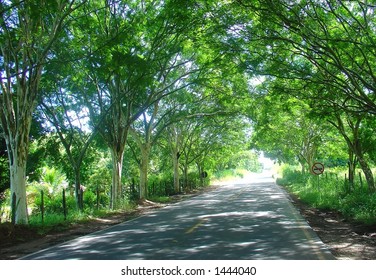 Road path of trees