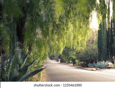 Road with pepper trees in Ojai, California