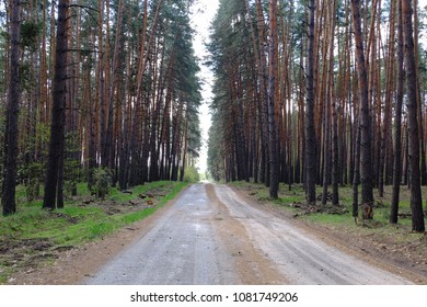 road in a pine forest