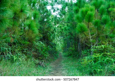 Road to pine forest 