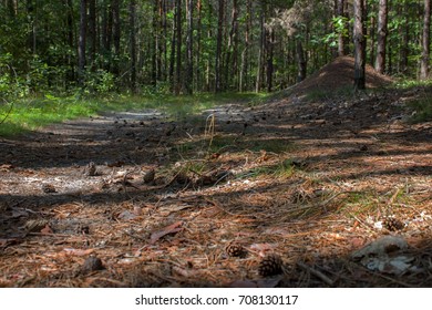 the road in a pine forest