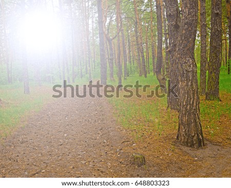 Road in a pine forest