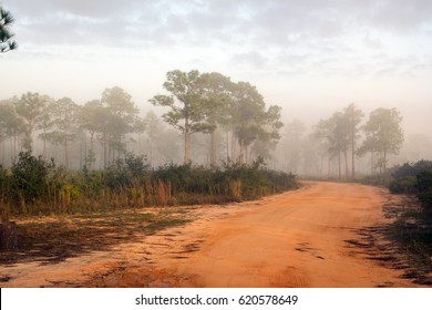 The road to the pine forest. Foggy morning. Highlands Hammock, Florida State Parks, US