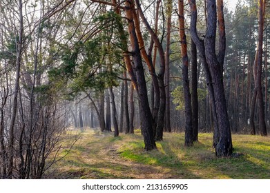 Road in a pine forest on a sunny foggy morning. Spring season, April. Landscape in the countryside. Ukraine.