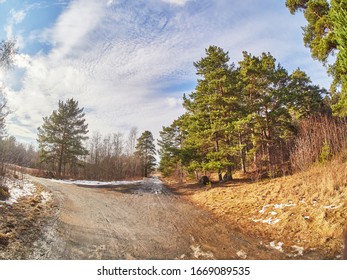 road in a pine forest. Spring