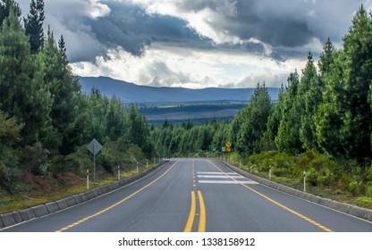 Road In A Pine Trees Forest In Ecuador