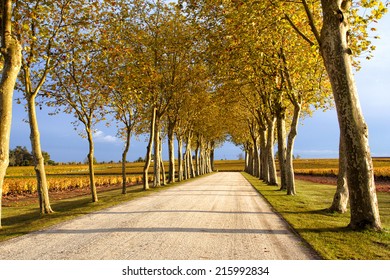 Road At The Provence, France 