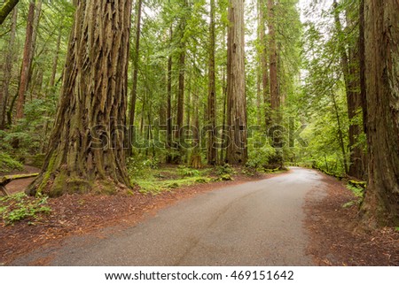 Road in the Redwood Forest at Armstrong Redwoods State Park.