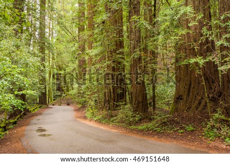 Road in the Redwood Forest at Armstrong Redwoods State Park