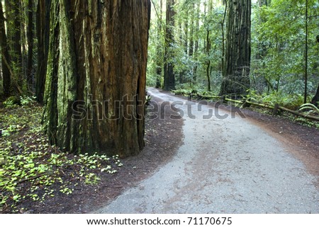 Road in the Redwood Forest at Armstrong Redwoods State Park