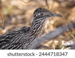 Road runner bird in the desert of Arizona.