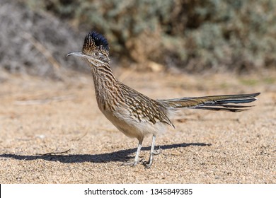 Road Runner Bird Walking Around