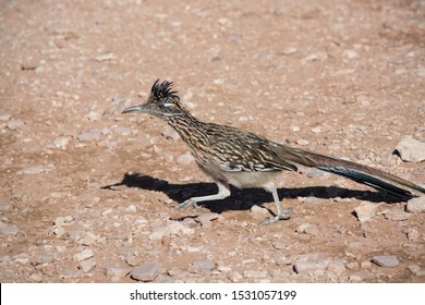 Road Runner Bird In The Wild