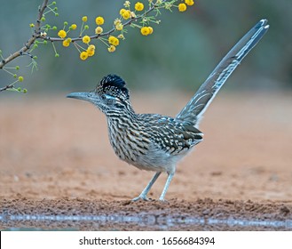 Road Runner Bird With Yellow Flowers