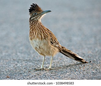 Road Runner Photography