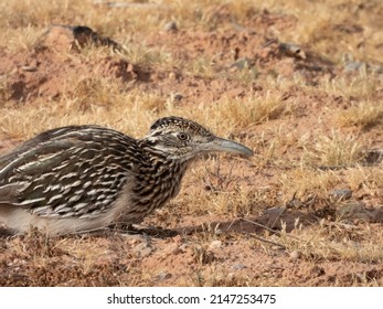 A Road Runner Remains In A Crouched Position To Have A Closer Vantage Point For Any Available Fodder.