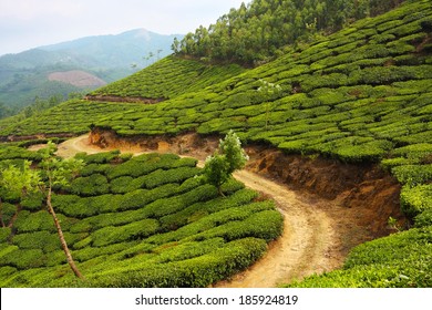 Road Running Through Tea Plantation, Munnar, Kerala, India 