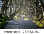 A road runs through the Dark Hedges tree tunnel at sunrise in Northern Ireland, travel concept