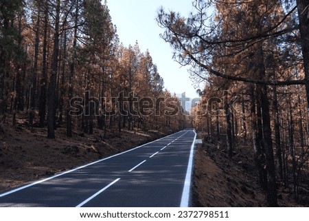 Road runs through a forest burned in a forest fire in Tenerife. Environmental disaster and climate crisis.