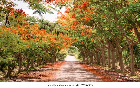 road in rural area through tunnel of trees with orange flower fall to the ground