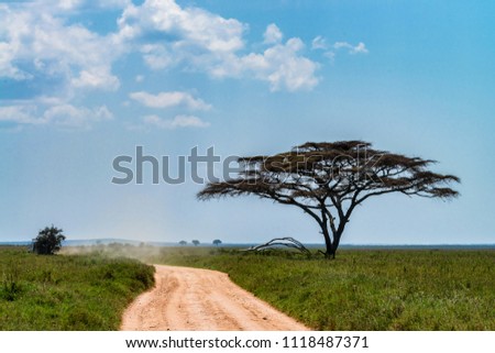 Road in savannah beautiful landscape