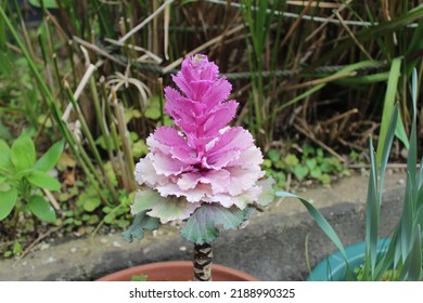 Road Side Flower In Japan