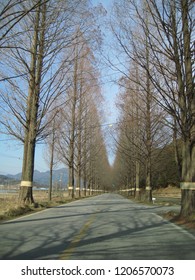a road side trees