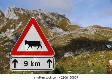 Road sign Attention cows in the mountains. Traffic sign grazing cattle on the road