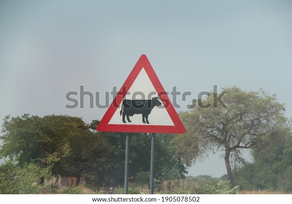 road sign\
caution of cows on the streets in\
africa