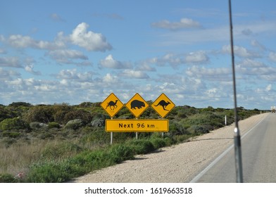 Road Sign Warning Against Feral Camels And Native Wombats And Kangaroos Outback Western Australia 