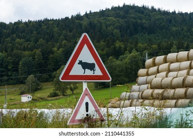 A road sign warning of cattle - cows