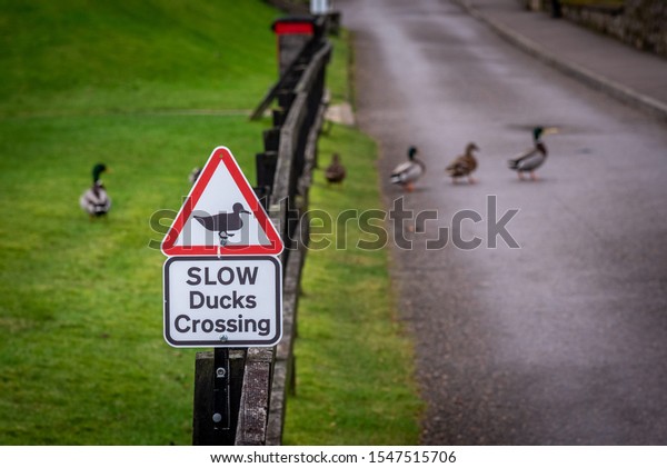 Road sign warning
to watch out for ducks and ducklings crossing the road, placed over
a fence alongside the road, on a cloudy background while ducks are
passing by.