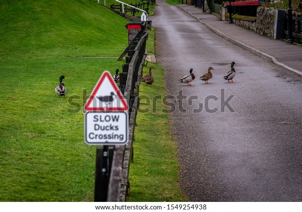 Road sign warning\
to watch out for ducks and ducklings crossing the road, placed over\
a fence alongside the road, on a cloudy background while ducks are\
passing by.