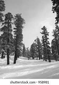 Road In The Snow, Badger Pass, Yosemite