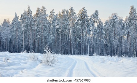 Road And A Snow Covered Trees In Latvia