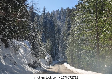 Road In Snow Forest In Sequoia National Park, California, USA