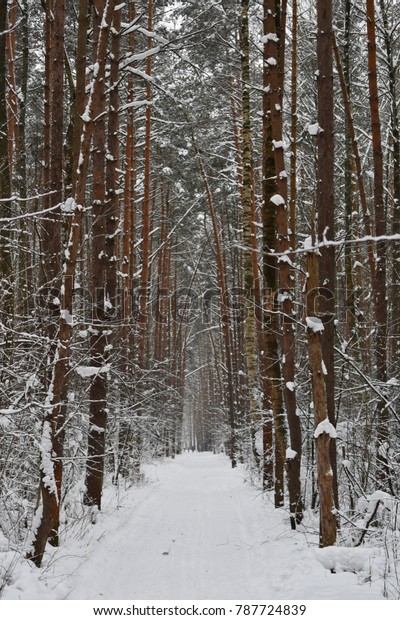 Road in snow winter pine tree forest. Snow\
covered road in winter forest. Walk in winter january woods,\
unusual snow road or forest trail footpath. The snowy forrest path\
way in december fairytale.