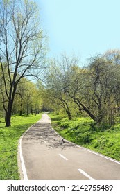 Road With Spring Green Trees In City Park. Sunny Day. Beautiful Spring Season. Fresh Warm Weather.	