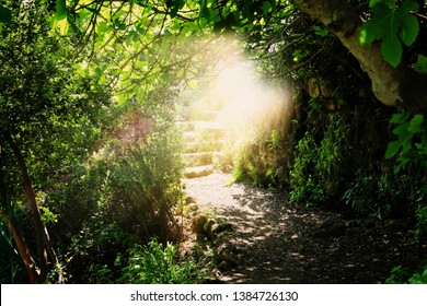 Road And Stone Stairs In Magical And Mysterious Dark Forest With Mystical Sun Light. Fairy Tale Concept