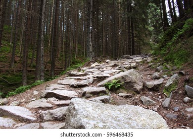 The road of stones in dark forest. Stone path between the trees.