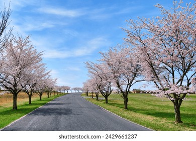 A road street lined with cherry trees in full bloom in the spring 