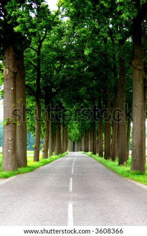 road to success in the countryside with trees on both sides of the road