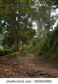 A Road In The Sukawana Tea Plantation In Lembang, West Java.