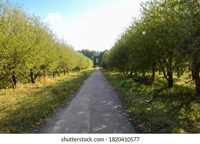 The Road In The Summer Orchard Between Trees Stretching Into The Distance Into Perspective.