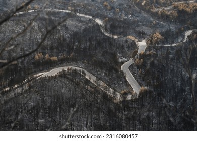 Road surrounded by burnt forest after wildfire - Climate change natural disaster in summer - Powered by Shutterstock