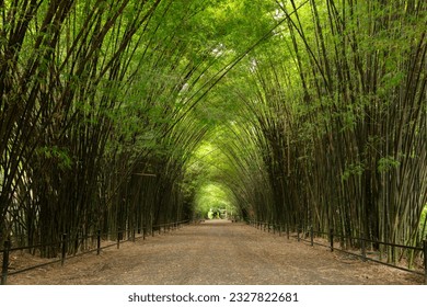 The road surrounded by green bamboo forests is a tunnel that Thailand is beautiful and refreshing. There are many tourists who come to visit the bamboo tunnel during the holidays. - Powered by Shutterstock